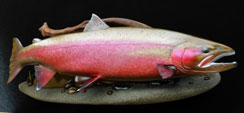 Custom Steelhead fish replica by fish artist Luke Filmer of Blackwater Fish Replicas_Testimonial
